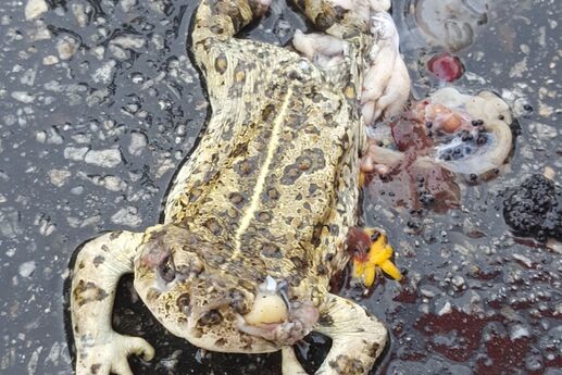 dead-toad-with-guts-spilled